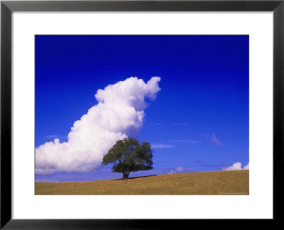 Tree And Cloud, Atlantic Wood by Silvestre Machado Pricing Limited Edition Print image