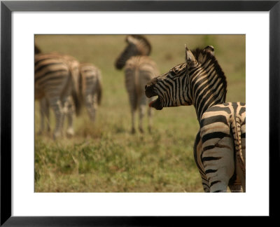 Zebras At Kruger National Park, South Africa by Keith Levit Pricing Limited Edition Print image