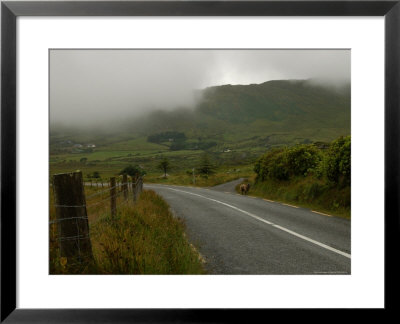Ireland, Rural Area With Lamb At Roadside by Keith Levit Pricing Limited Edition Print image