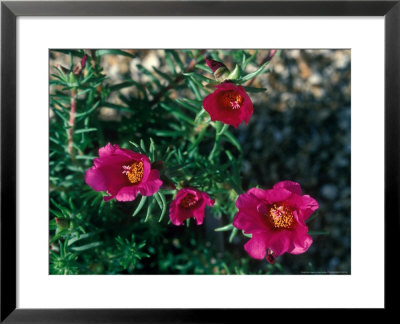 Portulaca (Annual) September by David Askham Pricing Limited Edition Print image