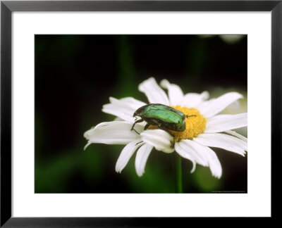 Rose Chafer (Cetonia Aurata) Beetle On Leucanthemum Flower by Philippe Bonduel Pricing Limited Edition Print image