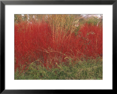 Cornus Alba Sibirica (Red Winter Stem) October by Philippe Bonduel Pricing Limited Edition Print image