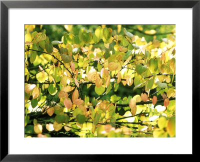 Cercidiphyllum Japonicum Sunlight Through Leaves by Mark Bolton Pricing Limited Edition Print image