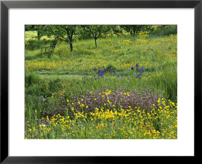 Buttercup by Mark Bolton Pricing Limited Edition Print image
