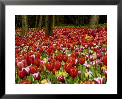 Display Of Brightly Coloured Tulipa (Tulips) Growing Beneath Trees, Floriade, Netherlands by Mark Bolton Pricing Limited Edition Print image