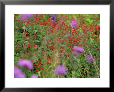 Scarlet Red Flowers Of Salvia Elegans (Sage) And Purple Flowers Of Verbena Bonariense (Vervain) by Mark Bolton Pricing Limited Edition Print image