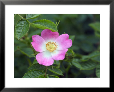 Rosa Rubiginosa (Eglantine/Sweet Briar) by Mark Bolton Pricing Limited Edition Print image