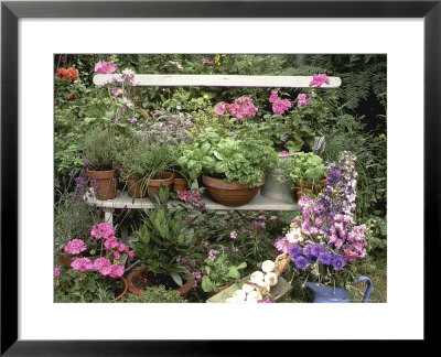 Bench With Herbs: Sage, Parsley Thyme, Rosemary, Dill, Fennel, Basil Sorel, Chives, Tarragon by Lynne Brotchie Pricing Limited Edition Print image