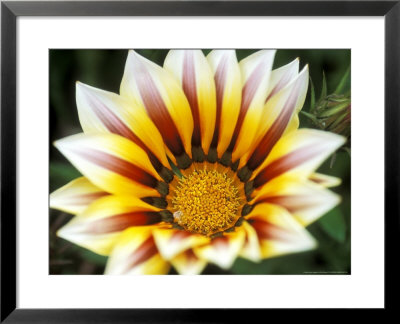 Gazania (Daybreak Tiger Stripe), Close-Up by Ruth Brown Pricing Limited Edition Print image