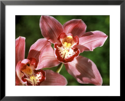 Orchid, Cymbidium (Pontac, Close-Up by Linda Burgess Pricing Limited Edition Print image