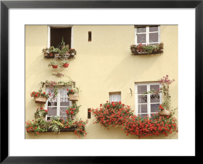 Summer Window Boxes And Pots Pelargonium, Viola, House Plants Yellow Building, Italy by Erika Craddock Pricing Limited Edition Print image
