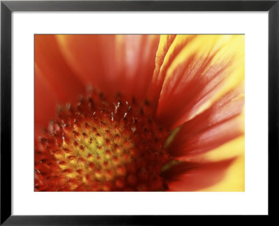 Gaillardia Grandiflora Dazzler, Close-Up Of Red Flower by Ron Evans Pricing Limited Edition Print image