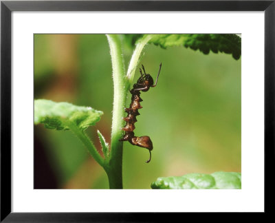 Caterpilla Lobster Moth Larva Feeding On Damson Shoot (Stauropus Fagi) by Vaughan Fleming Pricing Limited Edition Print image