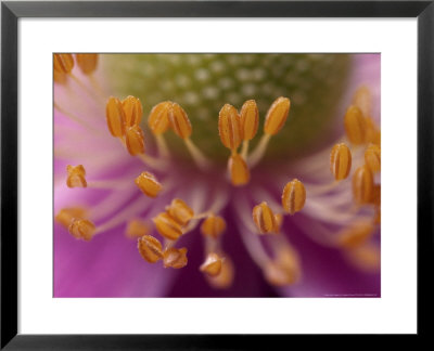 Anemone X Hybrida, Close-Up Of Stamens In Flower by Vaughan Fleming Pricing Limited Edition Print image