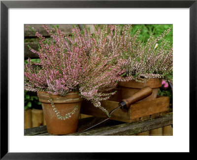 Scotch Heather Anette In Terracotta Pots With Wooden Box & Hand Trowel On Garden Seat, October by James Guilliam Pricing Limited Edition Print image