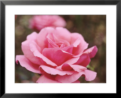 Hybrid Tea Rose by Sunniva Harte Pricing Limited Edition Print image