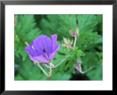 Geranium Nimbus September by Lynn Keddie Pricing Limited Edition Print image