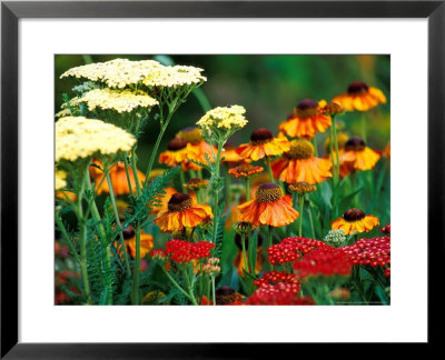 Helenium And Achillea Growing Together, Close-Up Of Flower Heads by Lynn Keddie Pricing Limited Edition Print image
