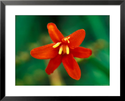 Crocosmia Babylon, Close-Up Of Orange/Red Flower Head by Lynn Keddie Pricing Limited Edition Print image
