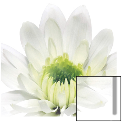 White Daisy Cup by George Fossey Pricing Limited Edition Print image