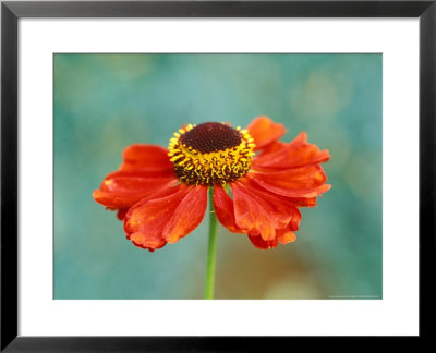 Helenium Vivace, Close-Up Of Red Flower Head by Lynn Keddie Pricing Limited Edition Print image