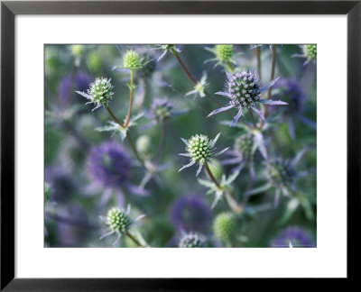 Eryngium (Sea Holly) Close-Up Of Blue Flowers, Perennial by Lynn Keddie Pricing Limited Edition Print image
