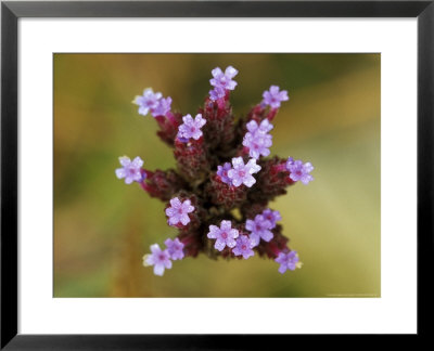 Verbena Bonariensis by Lynn Keddie Pricing Limited Edition Print image