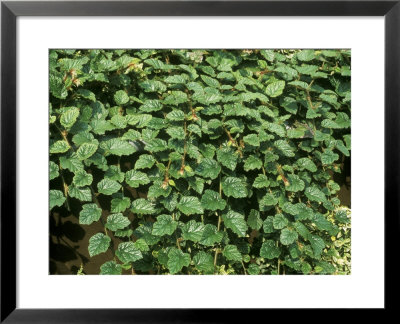 Rubus Betty Ashburner by Michele Lamontagne Pricing Limited Edition Print image