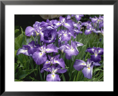 Iris Ensata by Michele Lamontagne Pricing Limited Edition Print image