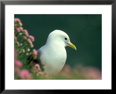 Kittiwake, Amongst Thrift, Kincs, Scotland by Niall Benvie Pricing Limited Edition Print image