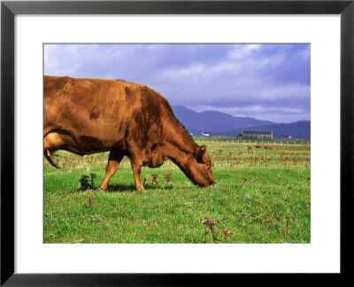 Cow Grazing On The Machair Near Rubha Ardvule, Scotland by Niall Benvie Pricing Limited Edition Print image