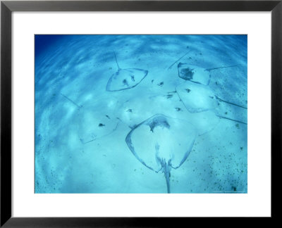 Longtailed Stingray, Group, New Caledonia by Tobias Bernhard Pricing Limited Edition Print image