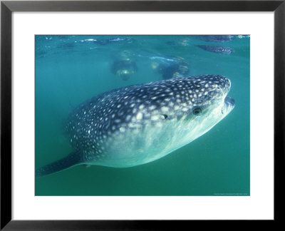 Whale Shark, Sea Of Cortez, Mexico by Tobias Bernhard Pricing Limited Edition Print image