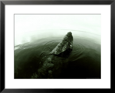 Grey Whale, Baja California, Mexico by Tobias Bernhard Pricing Limited Edition Print image