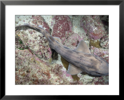 Carpet Shark, Resting, New Zealand by Tobias Bernhard Pricing Limited Edition Print image