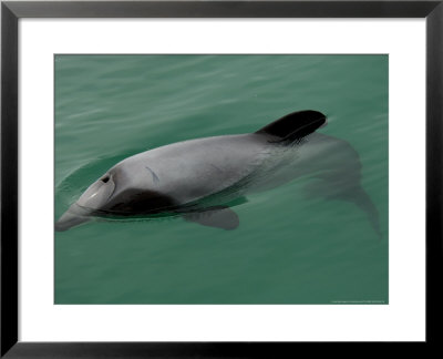 Hectors Dolphin, New Zealand by Tobias Bernhard Pricing Limited Edition Print image
