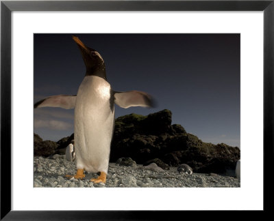 Gentoo Penguin On Pebble Beach Flapping Wings, Sub-Antarctic, Australia by Tobias Bernhard Pricing Limited Edition Print image
