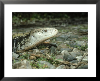 New Guinea Blue Tongue Skink, Female, Indonesia by Andrew Bee Pricing Limited Edition Print image