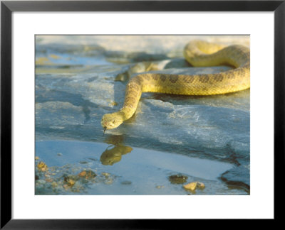 Prairie Rattlesnake, Crotalus Viridis by David Boag Pricing Limited Edition Print image