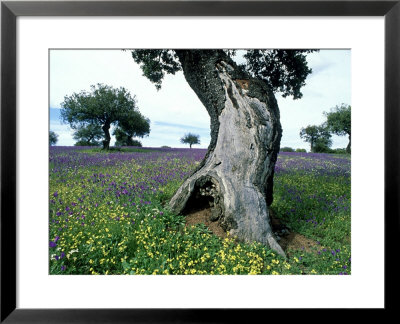 Oak Tree, Trunk In Spring, Spain by Olaf Broders Pricing Limited Edition Print image