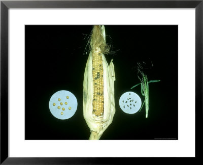 Maize by Ken Burras Pricing Limited Edition Print image
