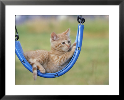 Kitten Lounging On Swing by Alan And Sandy Carey Pricing Limited Edition Print image