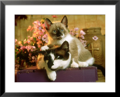 Mother Cat With Kitten, Usa by Alan And Sandy Carey Pricing Limited Edition Print image