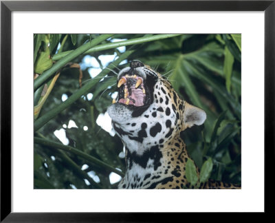 Jaguar, Yawning, Banana Bank Lodge, Belize by David Cayless Pricing Limited Edition Print image