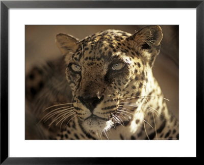 Arabian Leopard, Male, United Arab Emirates by David Cayless Pricing Limited Edition Print image
