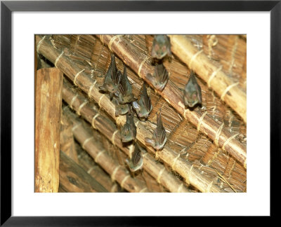 Yellow Wing Bats, Nairobi, Kenya by David Cayless Pricing Limited Edition Print image