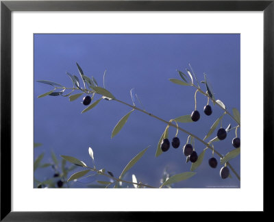 Olives, Provence, France by Alain Christof Pricing Limited Edition Print image