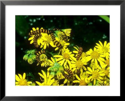 Cinnabar Moth, Larva On Ragwort, Uk by Waina Cheng Pricing Limited Edition Print image