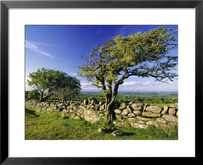 Windswept Tree And Dry Stone Wall, Dartmoor, Uk by David Clapp Pricing Limited Edition Print image