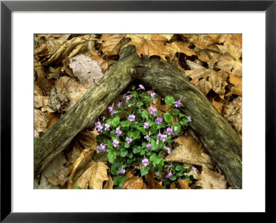 Blue Violets, Great Smoky Mountains National Park, Tn by Willard Clay Pricing Limited Edition Print image
